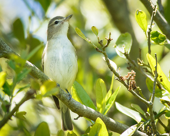 Warbling Vireo