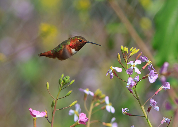 Rufous Hummingbird - male