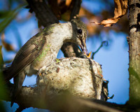 Hummingbird mother feeding chicks