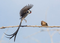 Pin-tailed Whydah