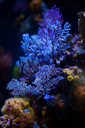 LB-aquarium-9903