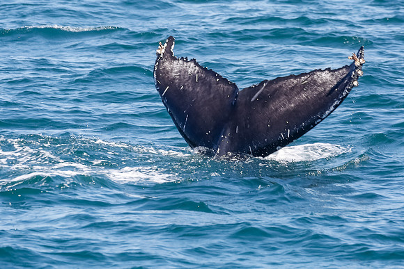 NB-whale watching-5584
