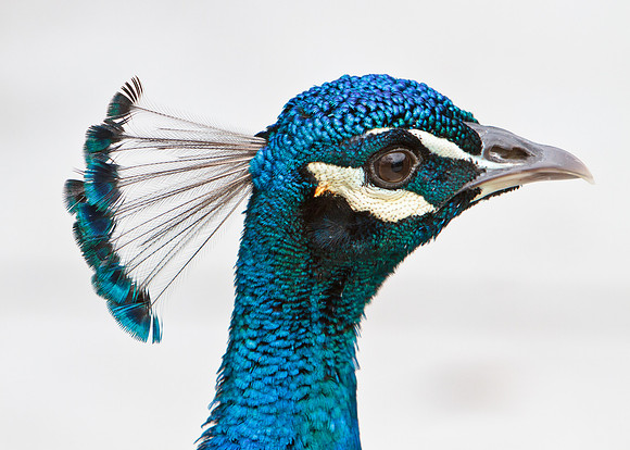 Peacock headshot