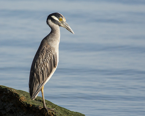 Yellow-Crowned Night Heron