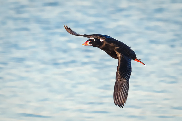 Male Surf Scoter