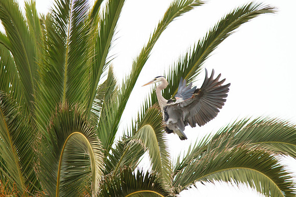 Great Blue Heron