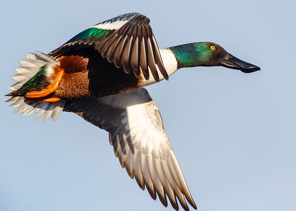 Flight of the Shoveler