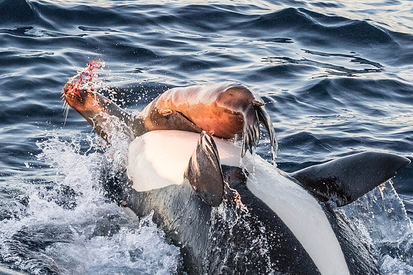 LB-WhaleWaching-2015-6707