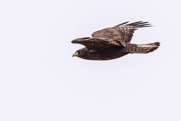 Harlan's Hawk