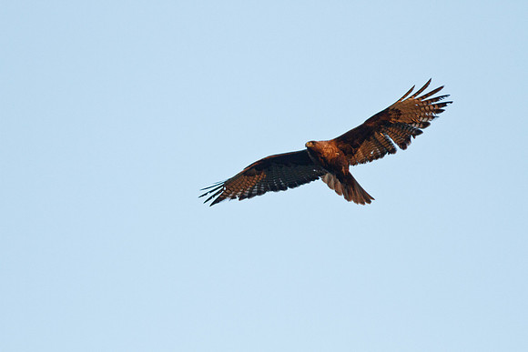 Red-Tailed Hawk female