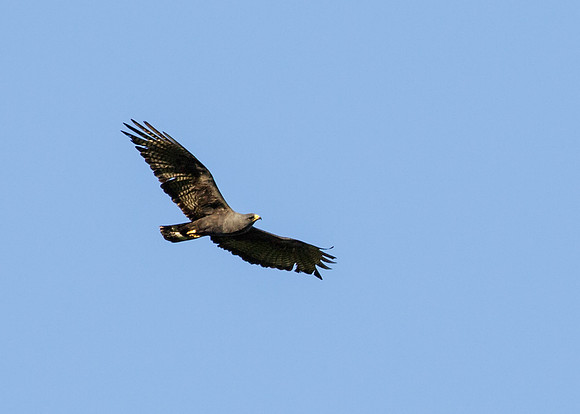 Zone-tailed Hawk