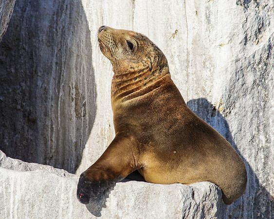 OC-Dana Point Pelagic 2014-5792