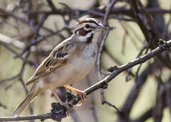 AZ-AshCyn2013-8120