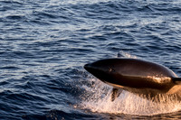 LB-WhaleWaching-2015-6407