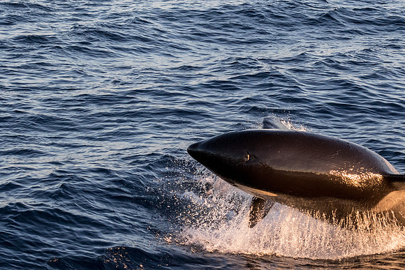 LB-WhaleWaching-2015-6407