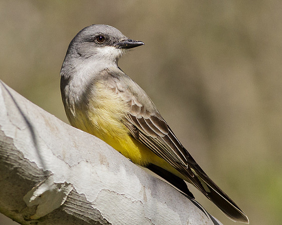 Western Kingbird