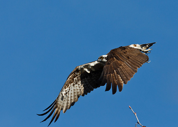 Osprey Fishing