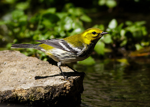 Black-throated Green Warbler