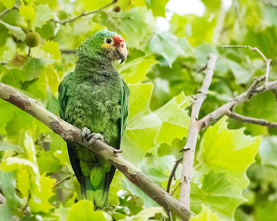 Red-lored Parrot