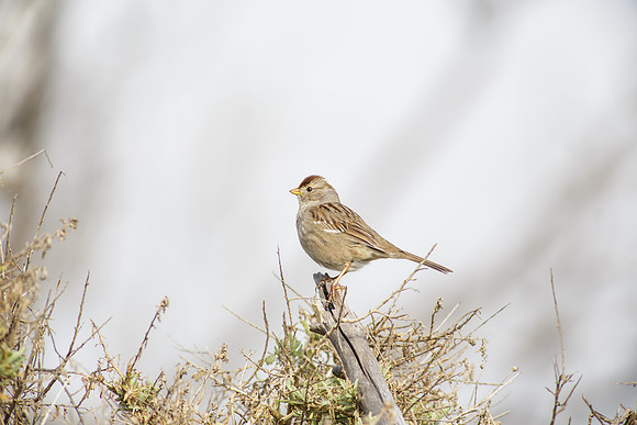 BolsaChica2013-9372