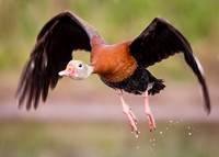 Whistling takeoff