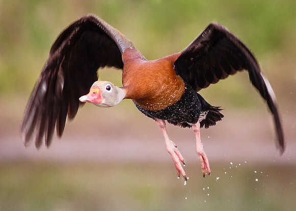 Whistling takeoff