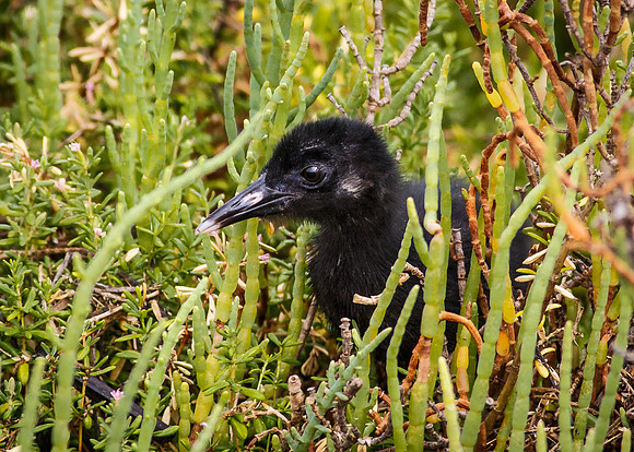 Light-footed Clapper Rail Chick