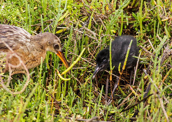 Light-footed Clapper Rail Adult and Chick