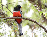 Male Elegant Trogon III