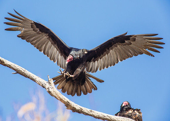 Vulture on final approach