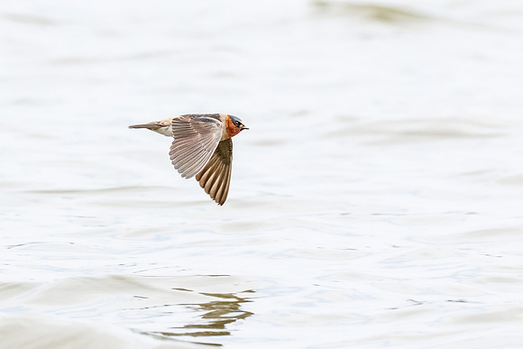 Flying low over the water