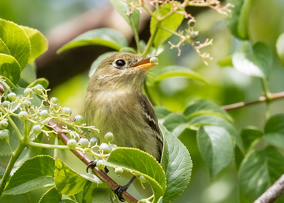 Pacific-slope Flycatcher