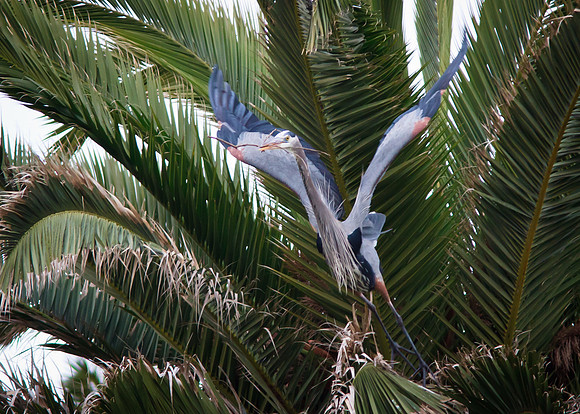 Great Blue Heron