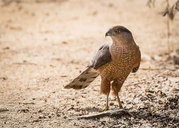 Ground Patrol