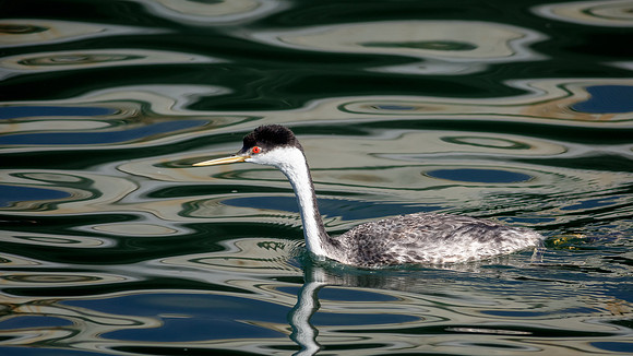 Clark's Grebe