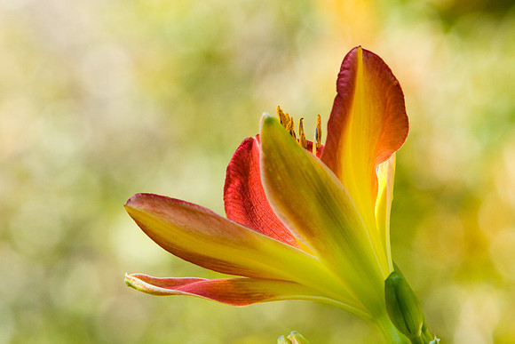 La-arboretum-119