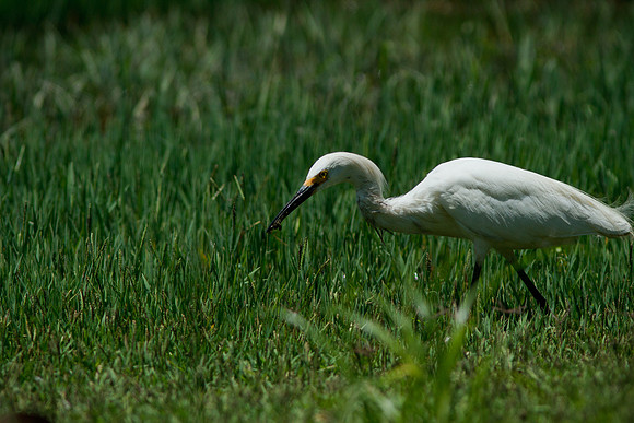 HB-Central Park2011-7308