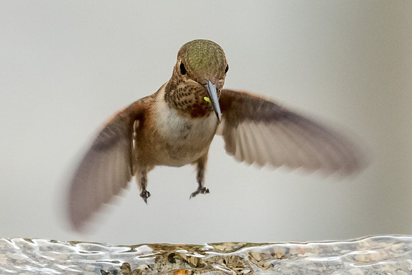 Allen's hummingbird