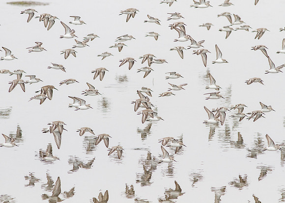 BolsaChica2012-6636