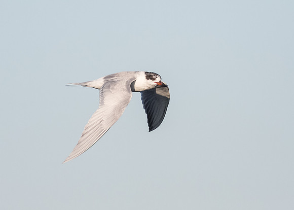 mystery tern