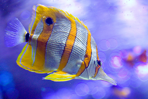 LB-Aquarium-0533