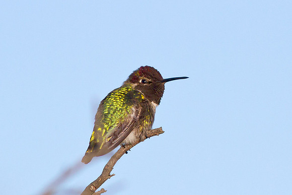 Anna's Hummingbird