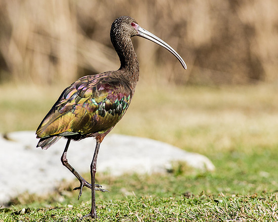 White-faced Ibis