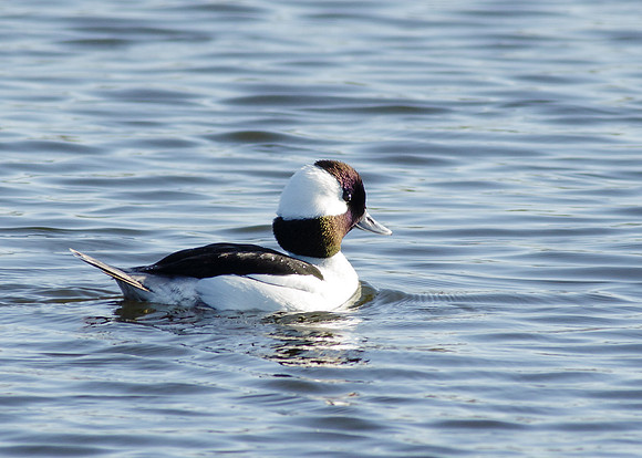 Bufflehead