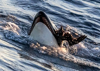 LB-WhaleWaching-2015-6494