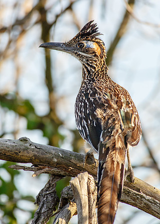 Greater Roadrunner
