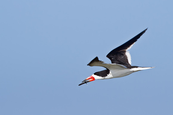 Black Skimmer