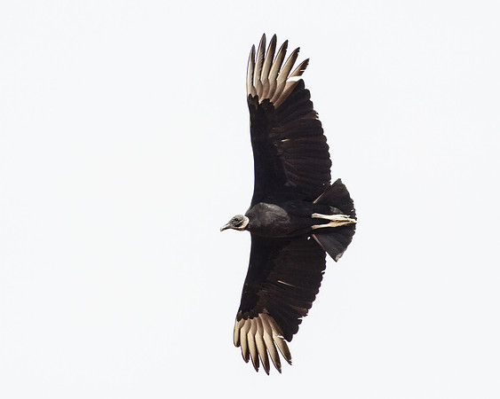 Black Vulture