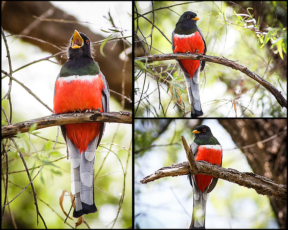 Elegant Trogon