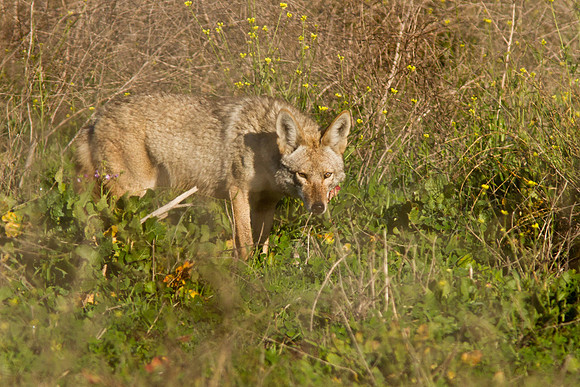 Coyote